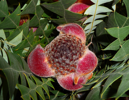 Banksia baxteri cone