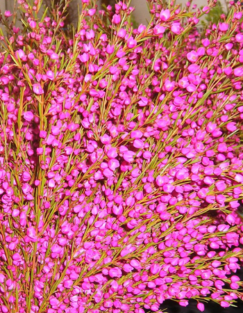 Common Flower List on Boronia Heterophylla Common Name Boronia Lipstick Back To Flower List
